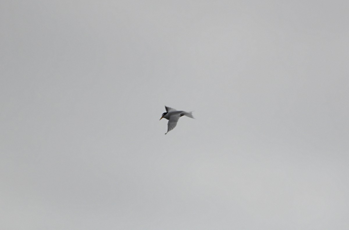 Little Tern - ML575372561