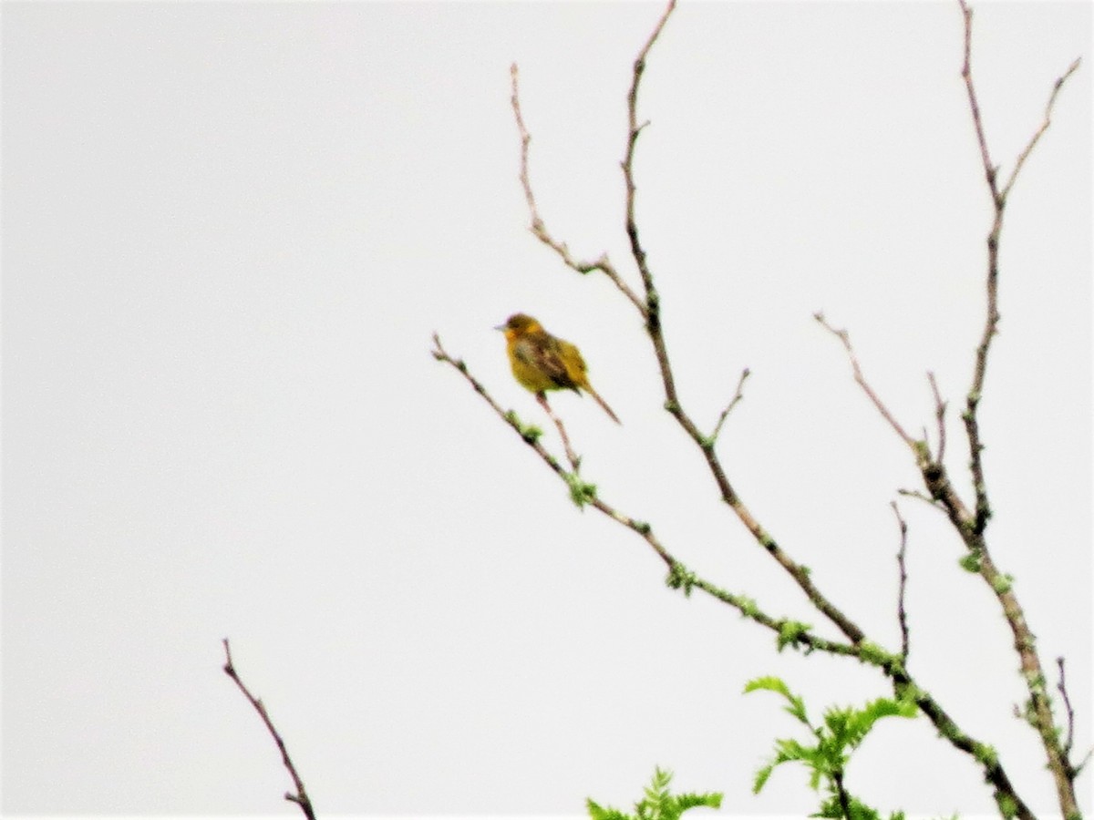 Orchard Oriole - ML57537291