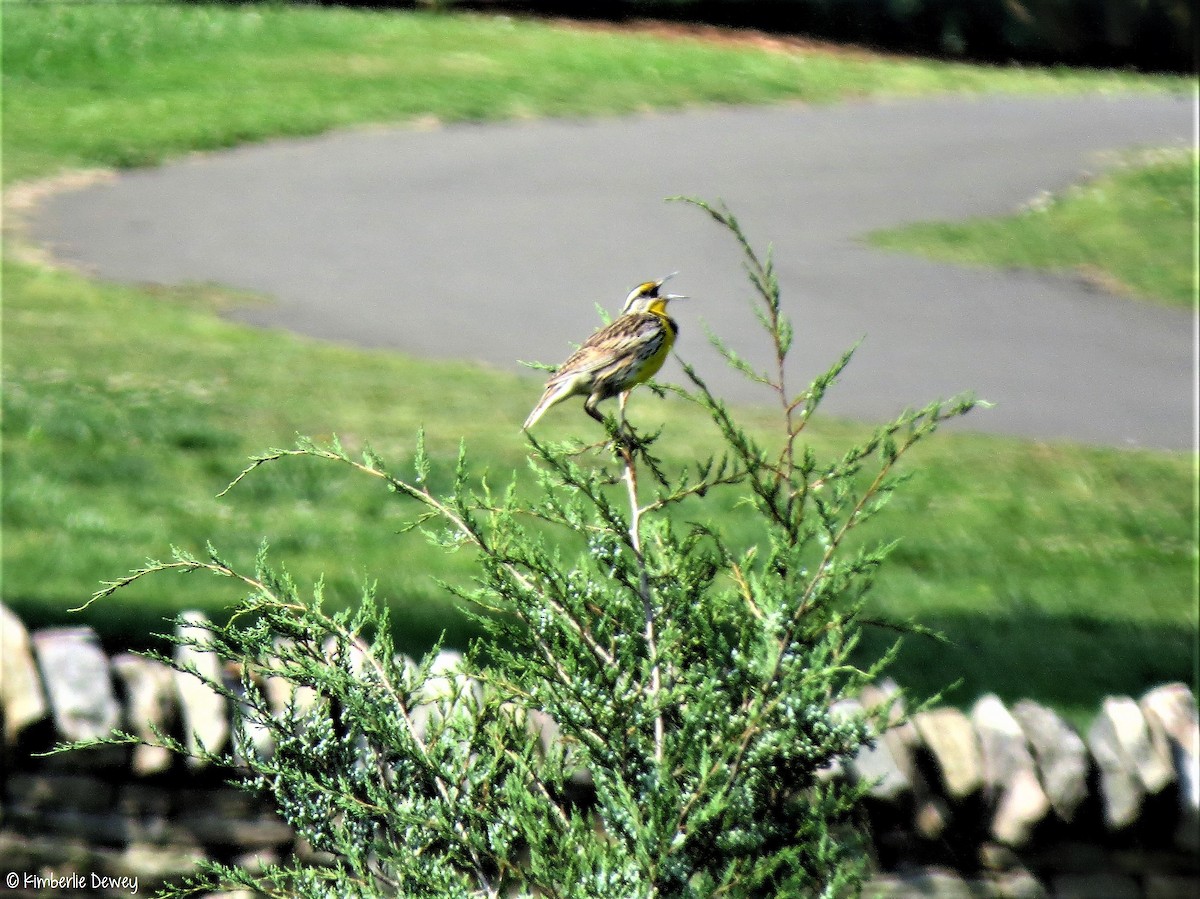 Eastern Meadowlark - ML57537351