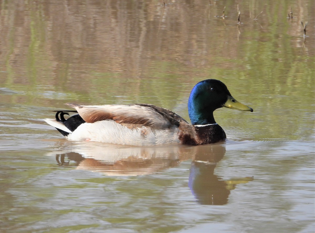Mallard - ML575374301