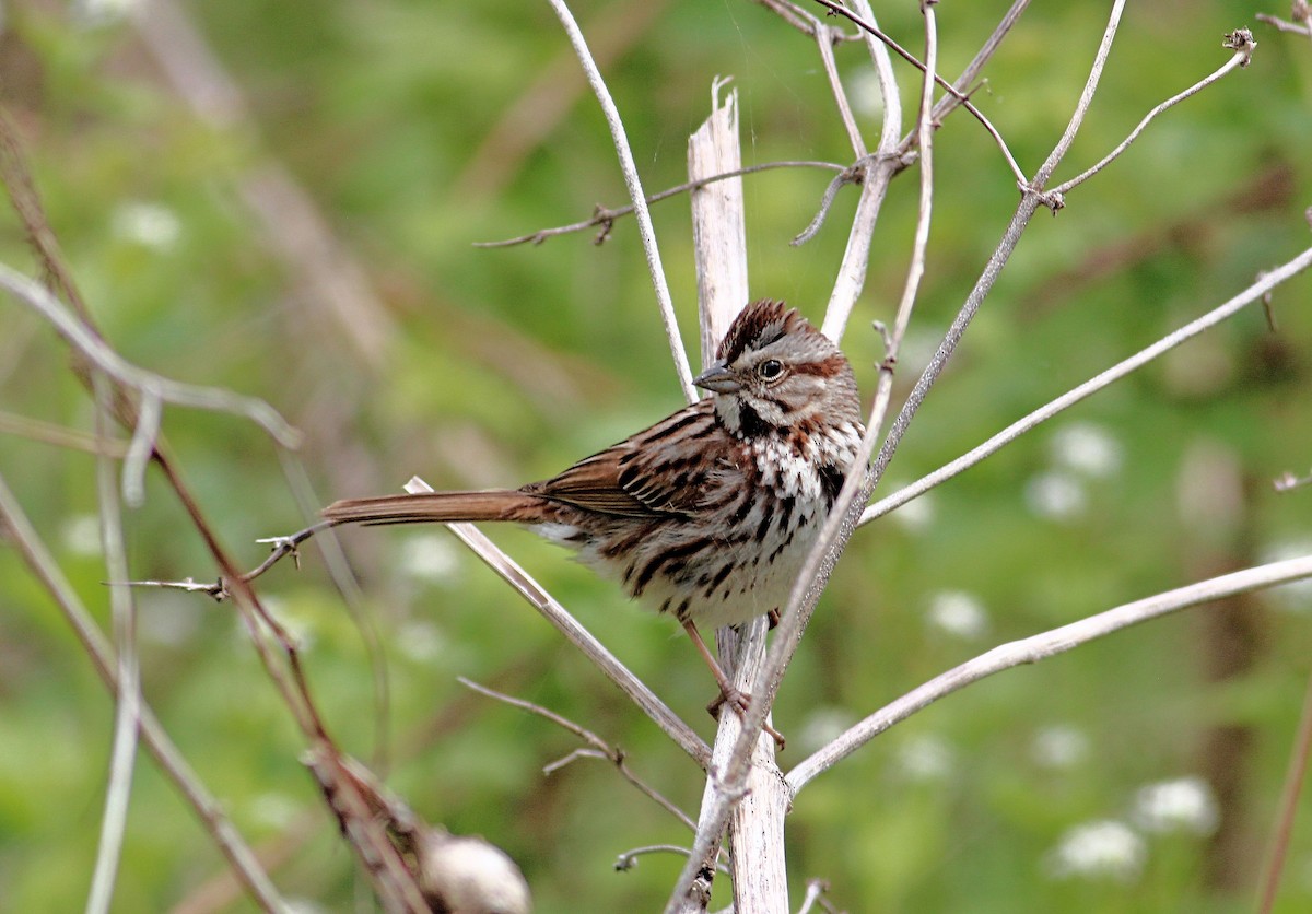 Song Sparrow - John  Cameron