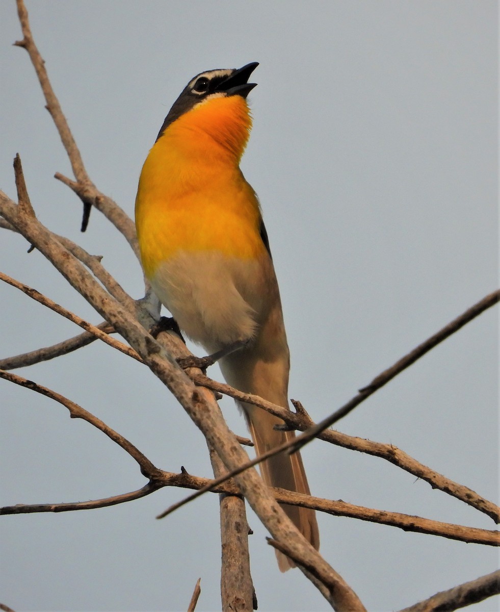 Yellow-breasted Chat - ML575374471