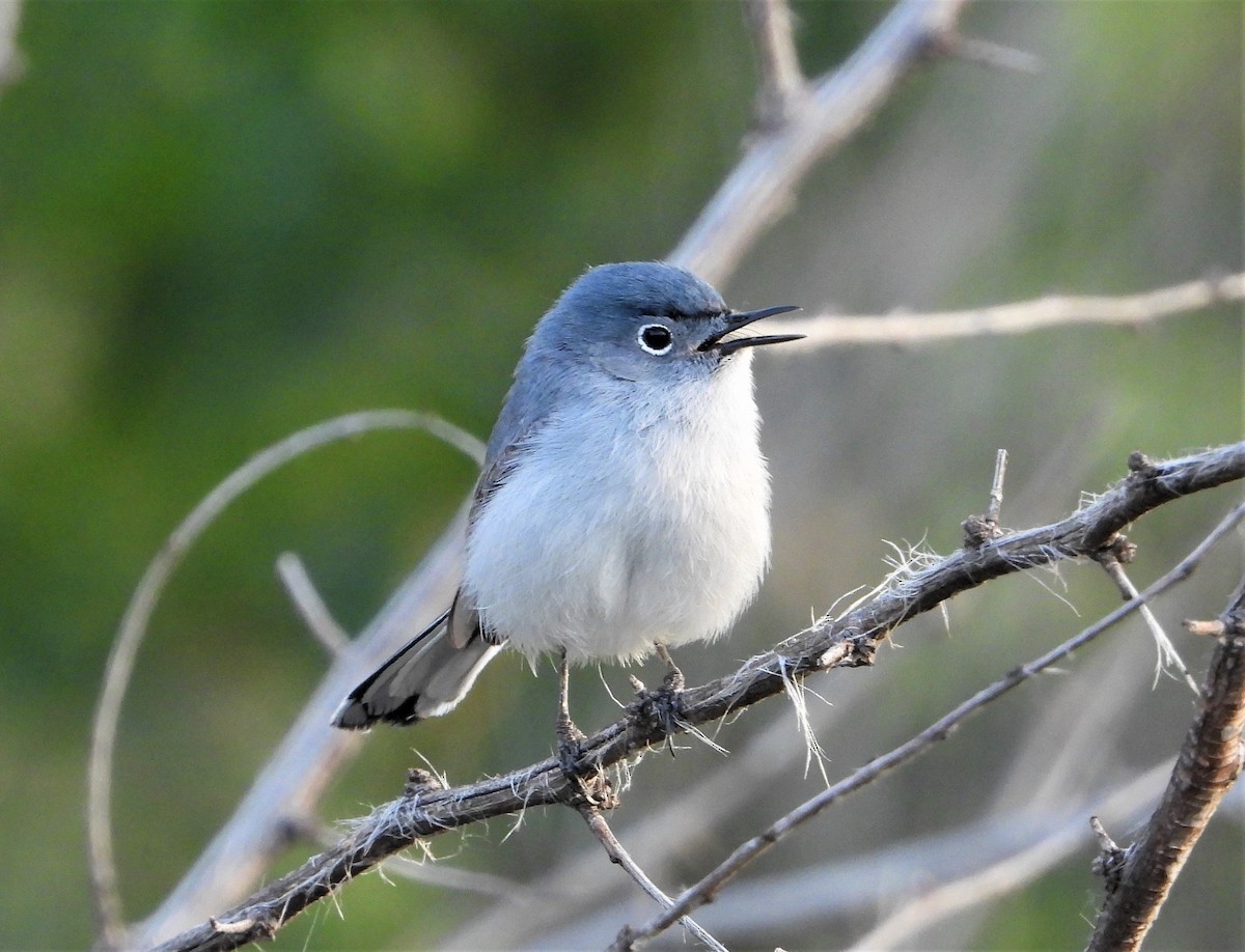 Blue-gray Gnatcatcher - ML575374581