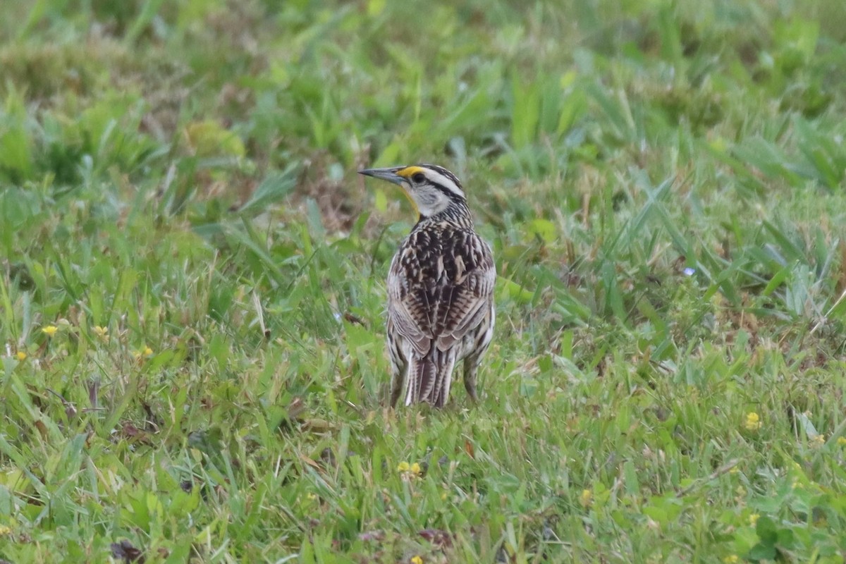 Eastern Meadowlark - ML575374871