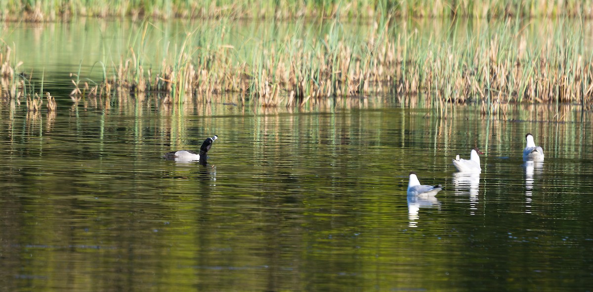 Ring-necked Duck - ML575375041