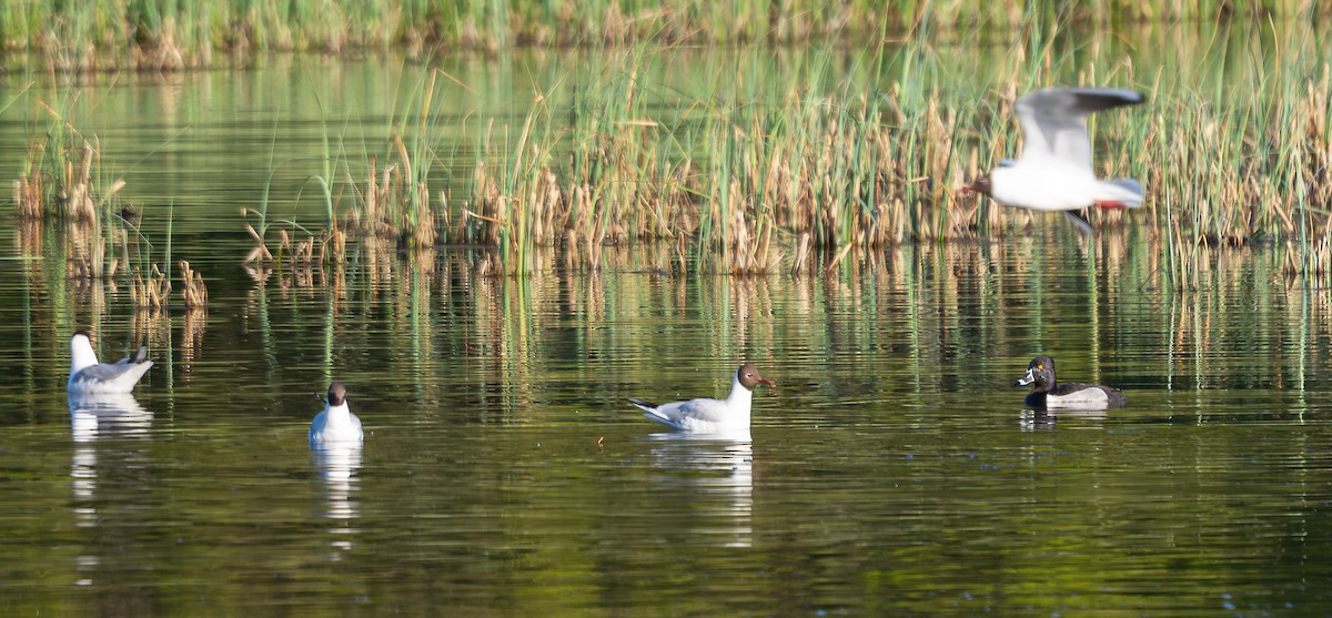 Ring-necked Duck - ML575375051