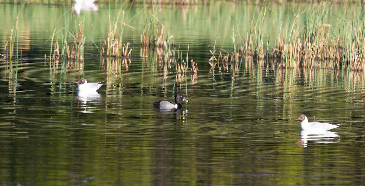 Ring-necked Duck - ML575375061