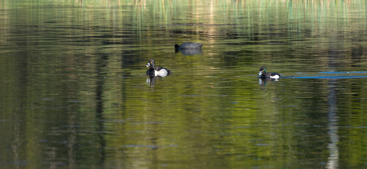 Ring-necked Duck - ML575375091