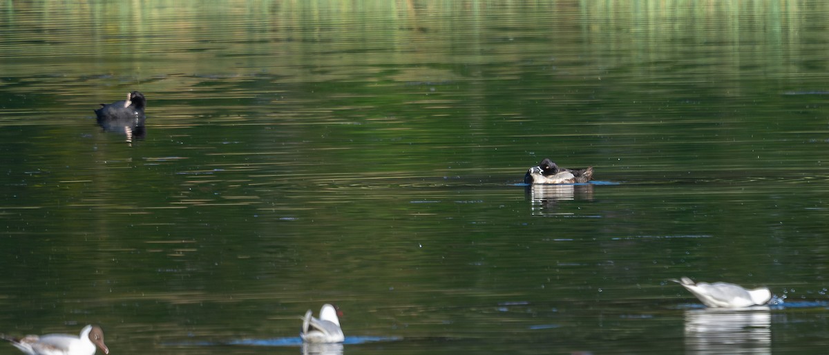 Ring-necked Duck - ML575375111