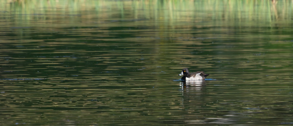 Ring-necked Duck - ML575375121