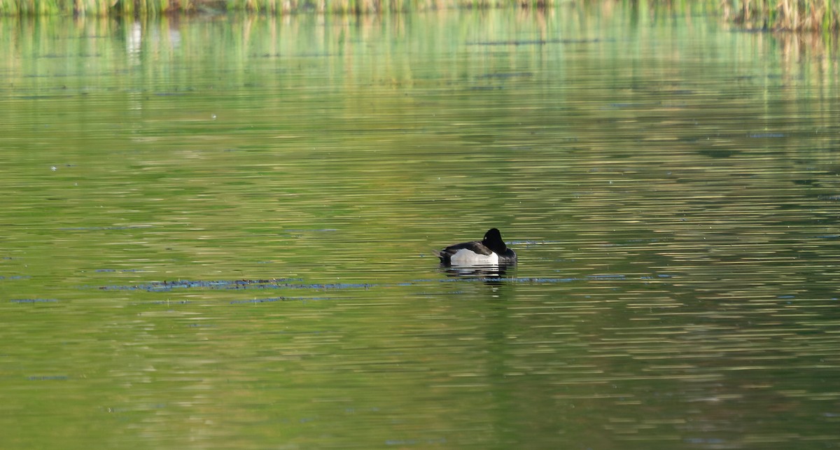 Ring-necked Duck - ML575375131