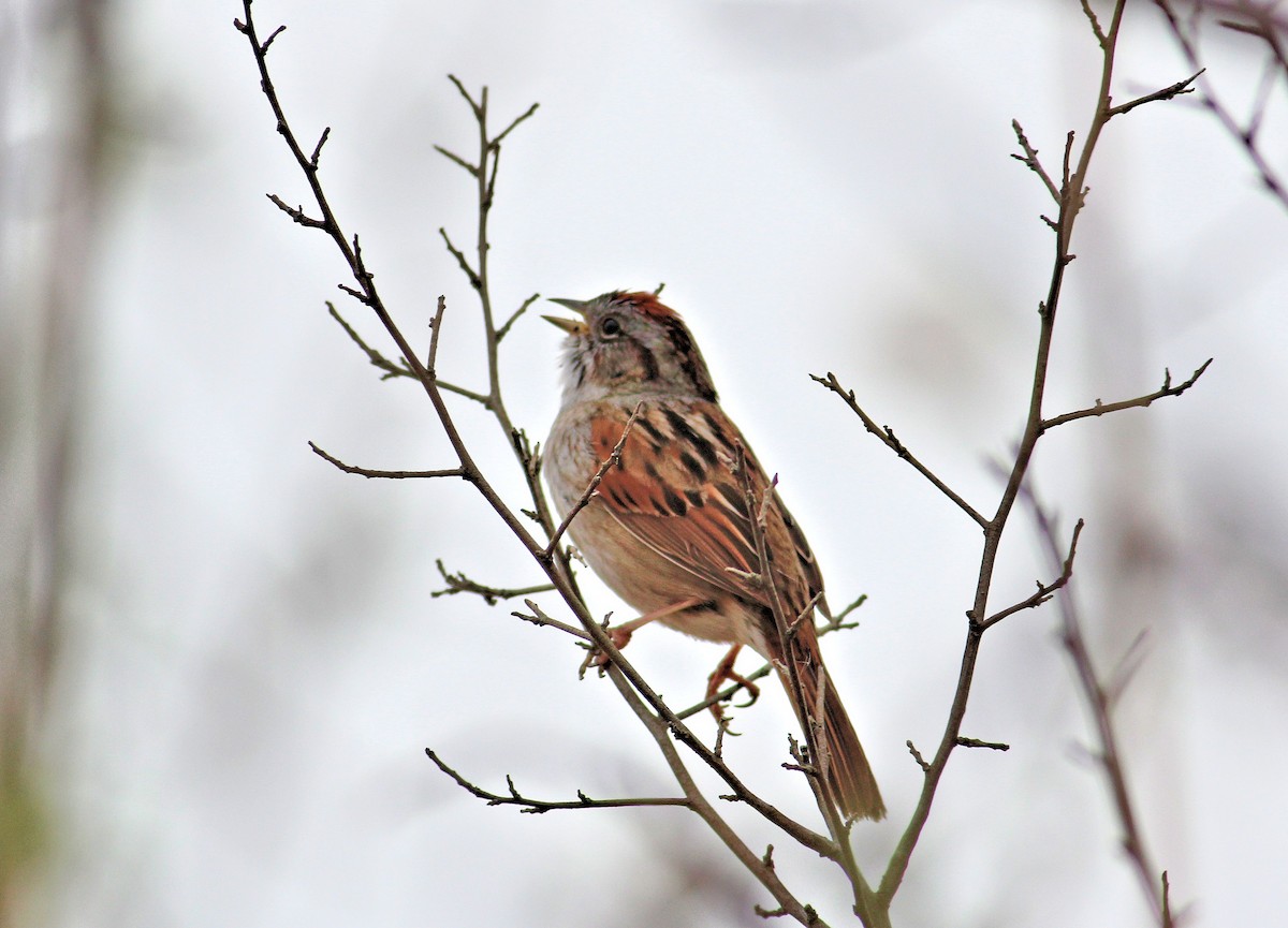 Swamp Sparrow - ML57537551