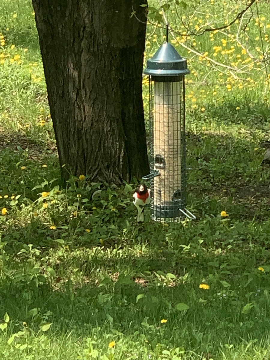 Rose-breasted Grosbeak - ML575375591