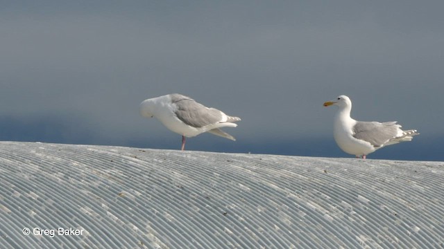 Goéland à ailes grises - ML575376541