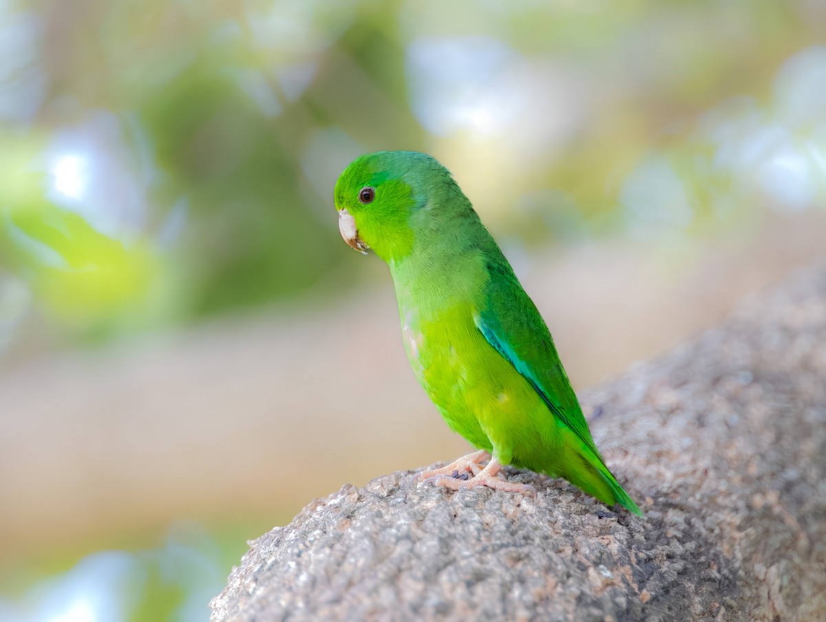 Yeşil Sokumlu Serçe Papağanı - ML575377911