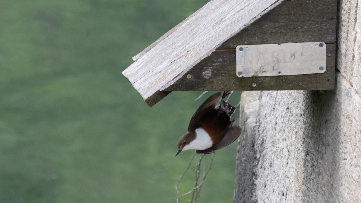 White-throated Dipper - ML575378111