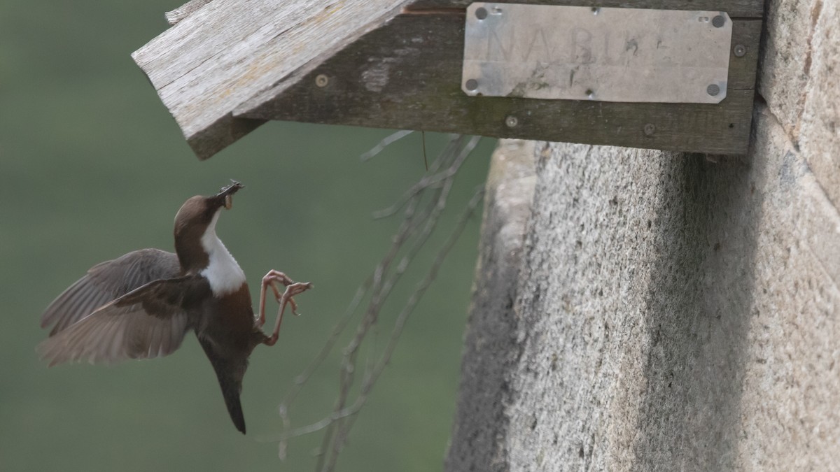 White-throated Dipper - ML575378121