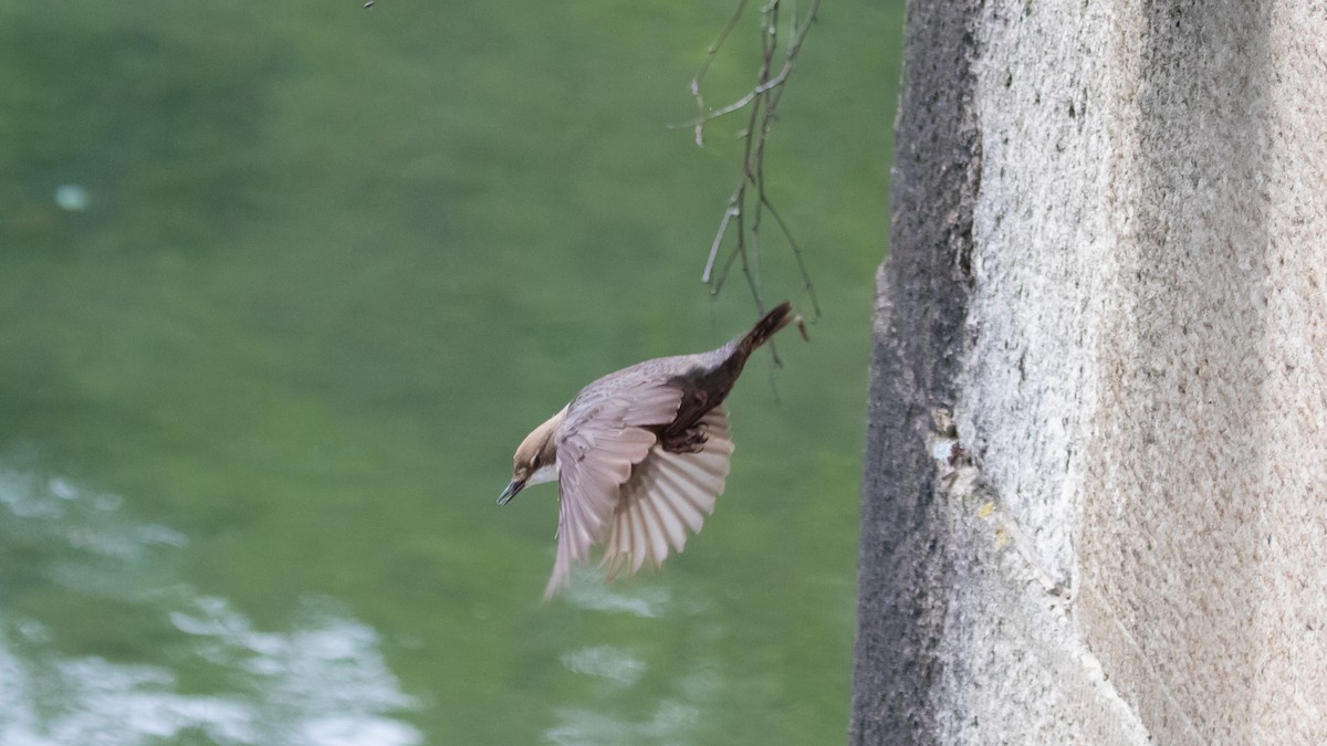 White-throated Dipper - ML575378131