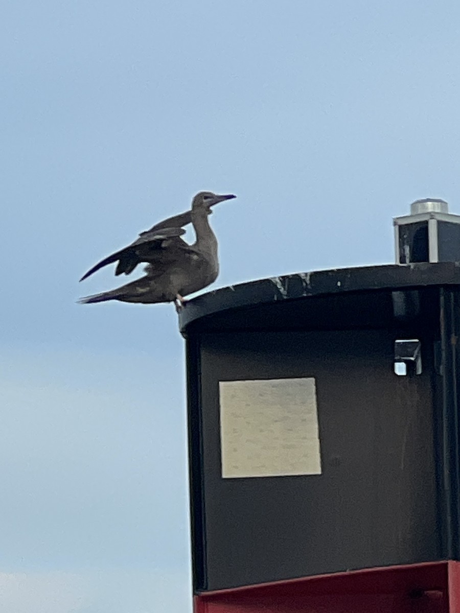 Red-footed Booby - ML575380881