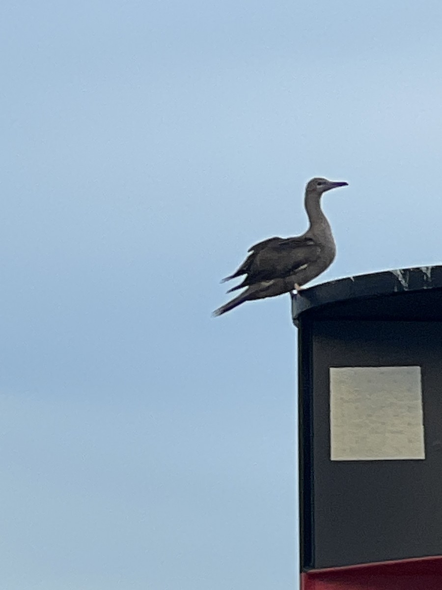 Red-footed Booby - ML575380891