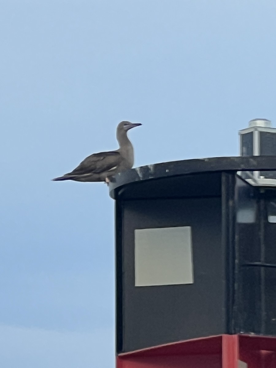 Red-footed Booby - ML575380911