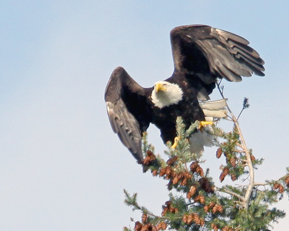 Weißkopf-Seeadler - ML575381101