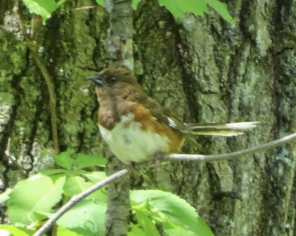 Eastern Towhee - ML575381301