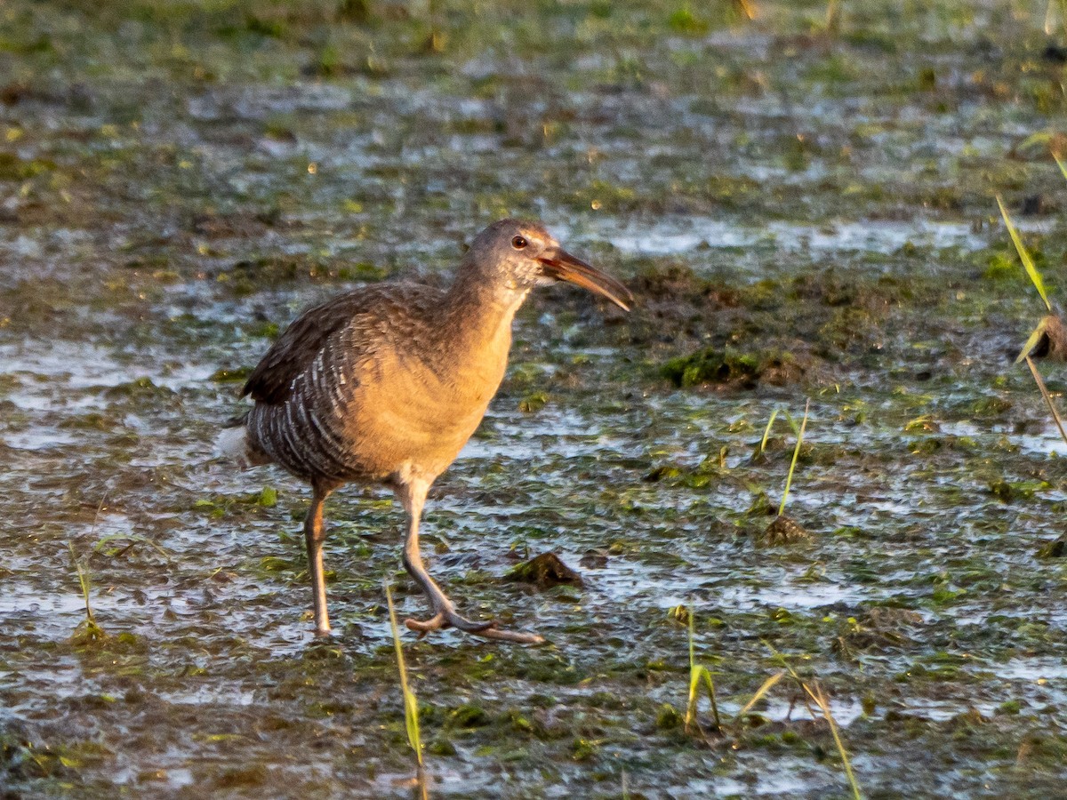 Clapper Rail - ML575382111