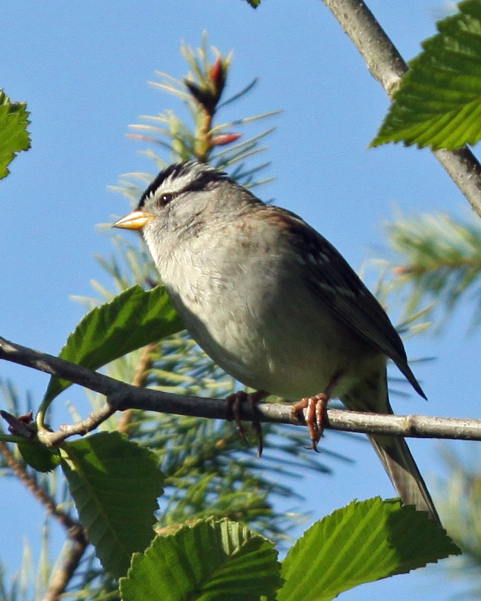 White-crowned Sparrow - ML575382331
