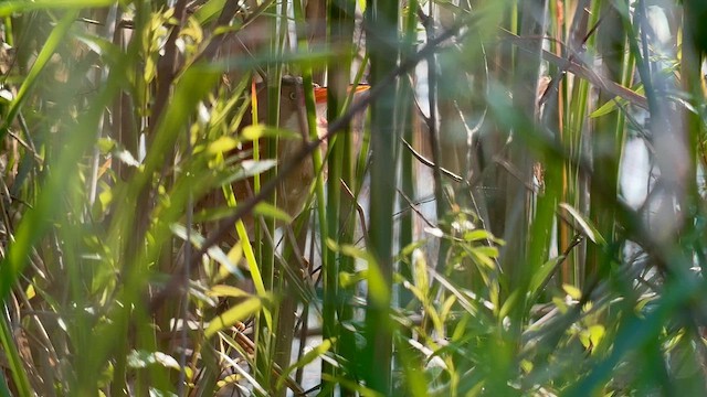 Least Bittern - ML575382401