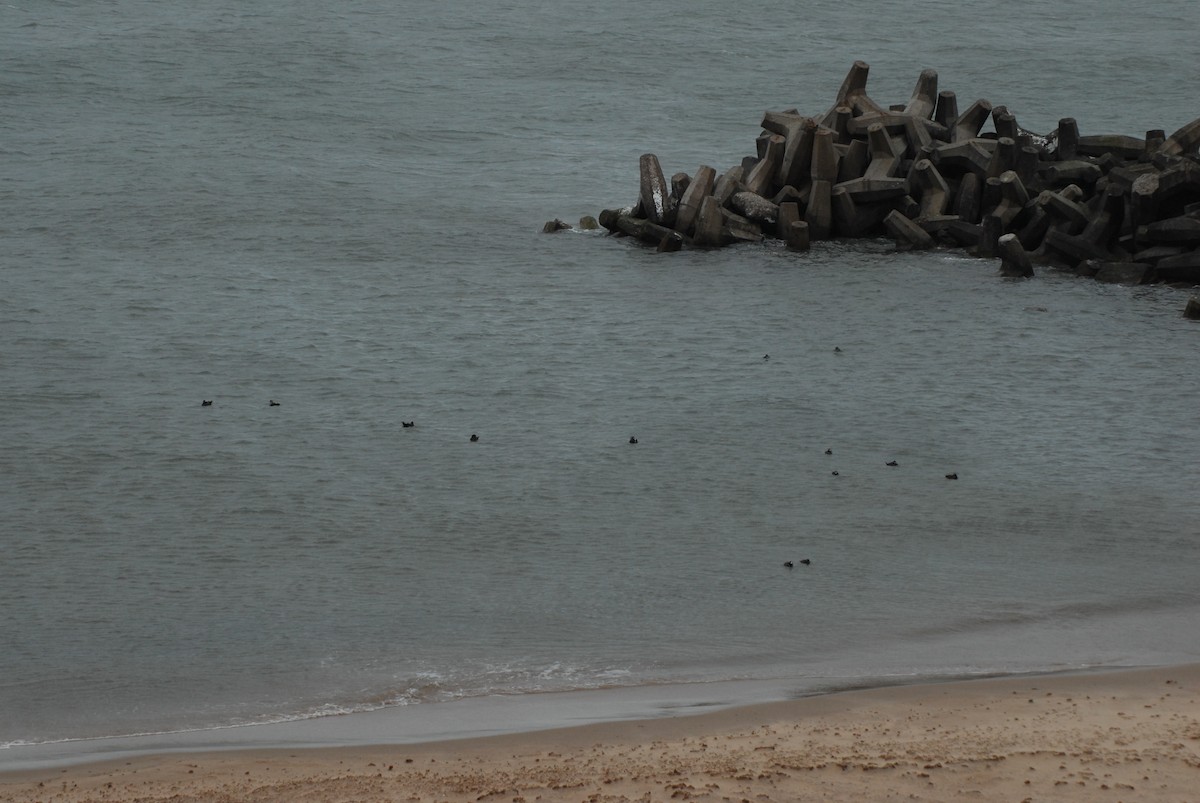 Harlequin Duck - ML575382741