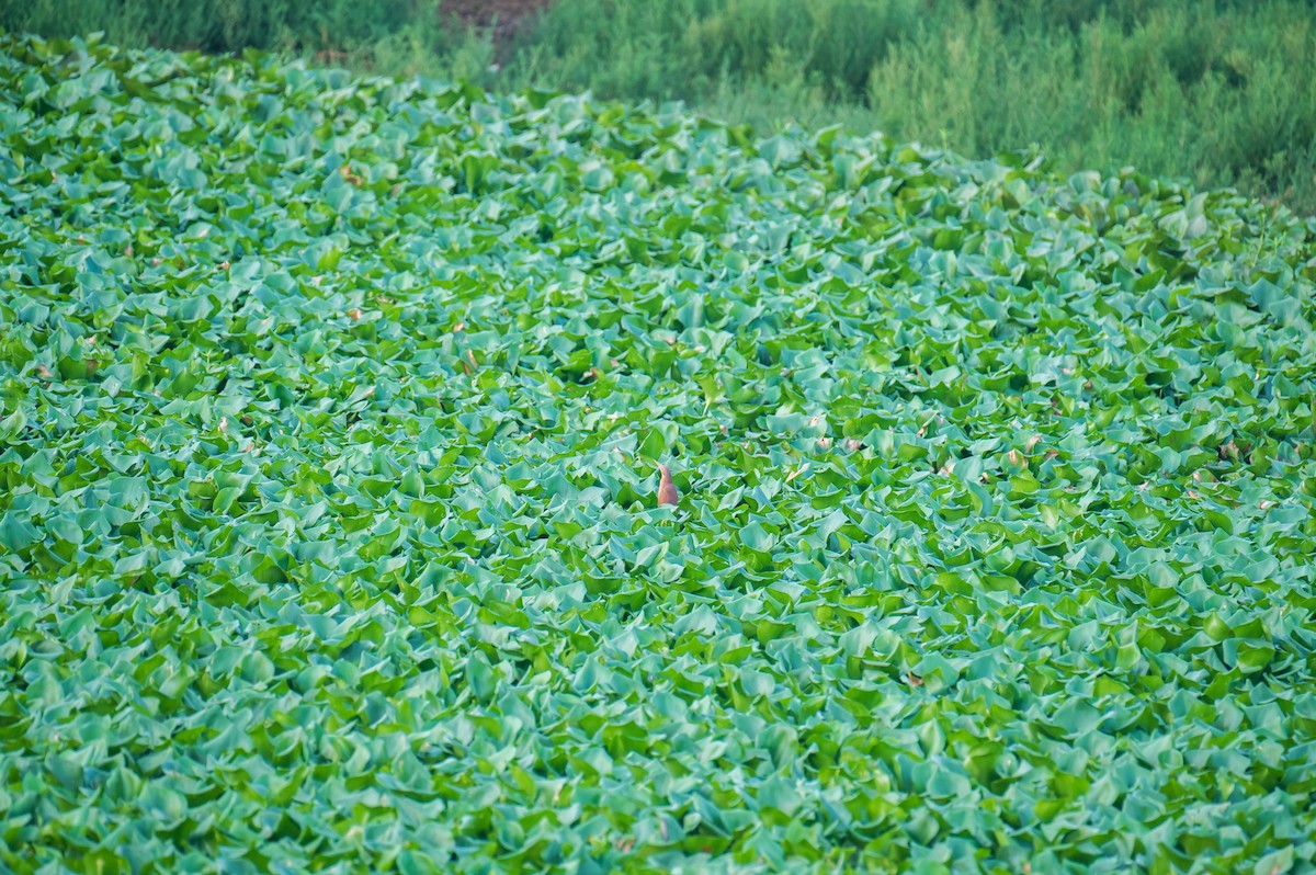 Cinnamon Bittern - ML575384731