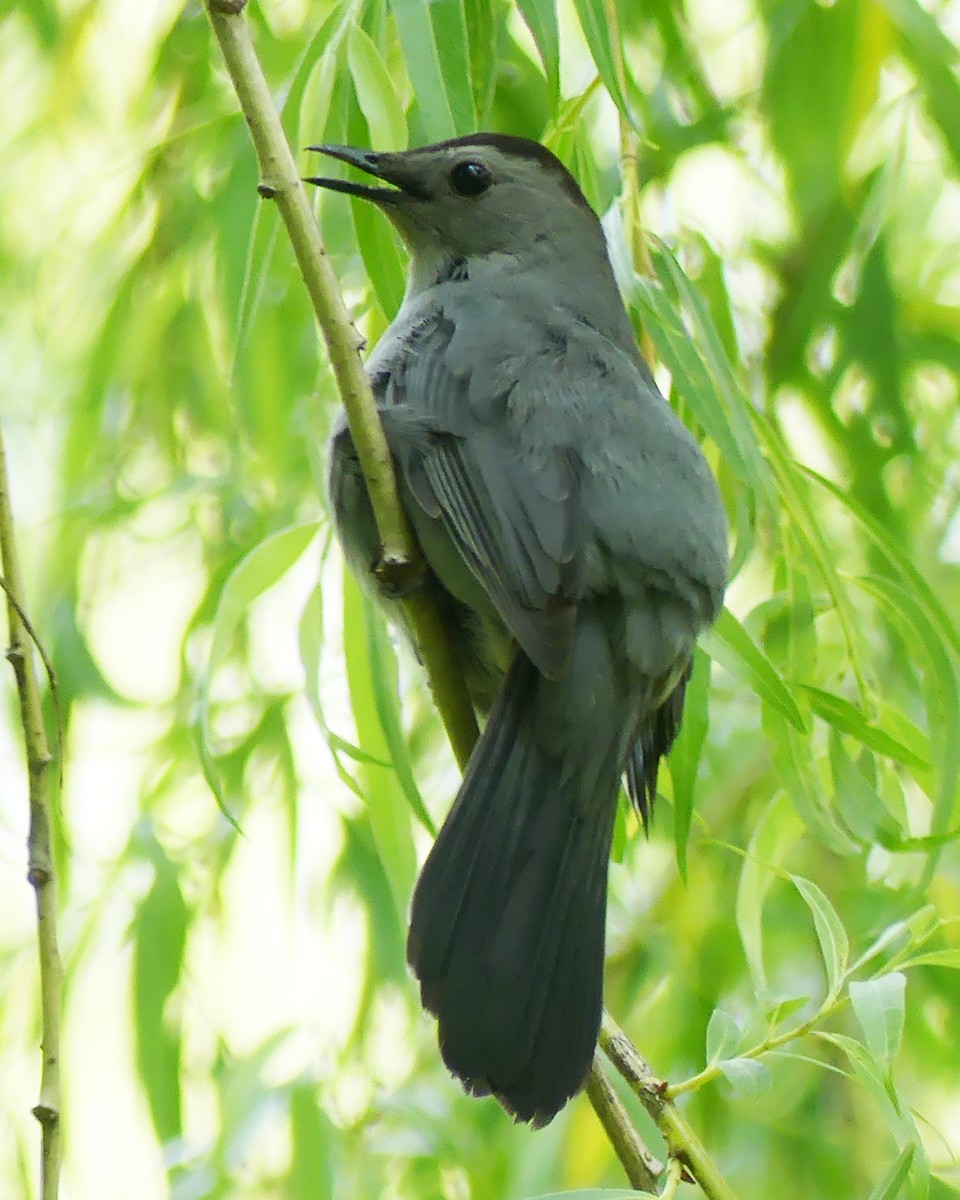 Gray Catbird - ML575386411
