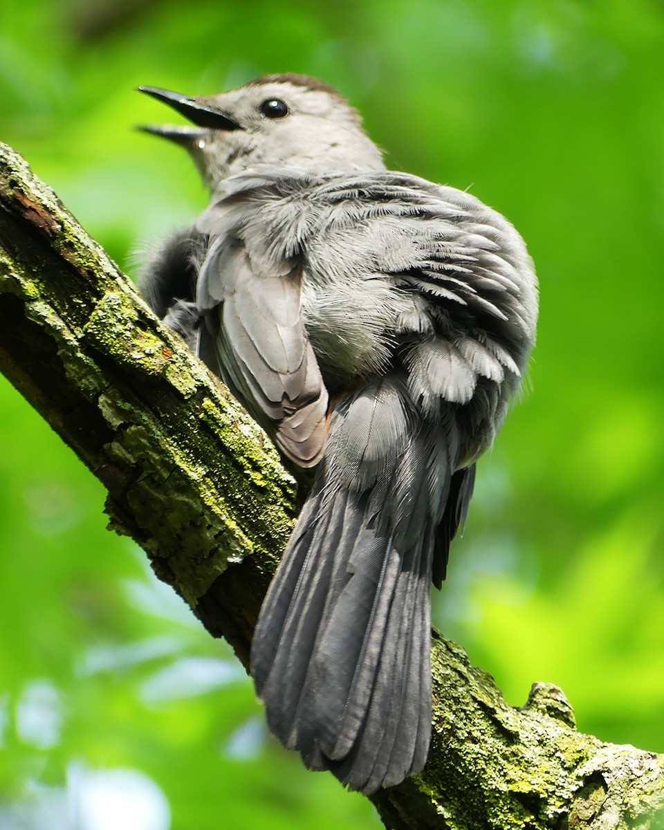 Gray Catbird - ML575386421