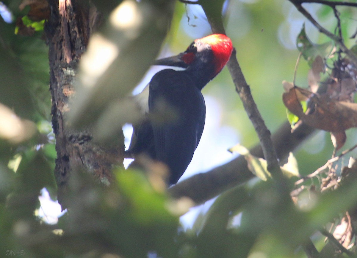 White-bellied Woodpecker - nikhil savant