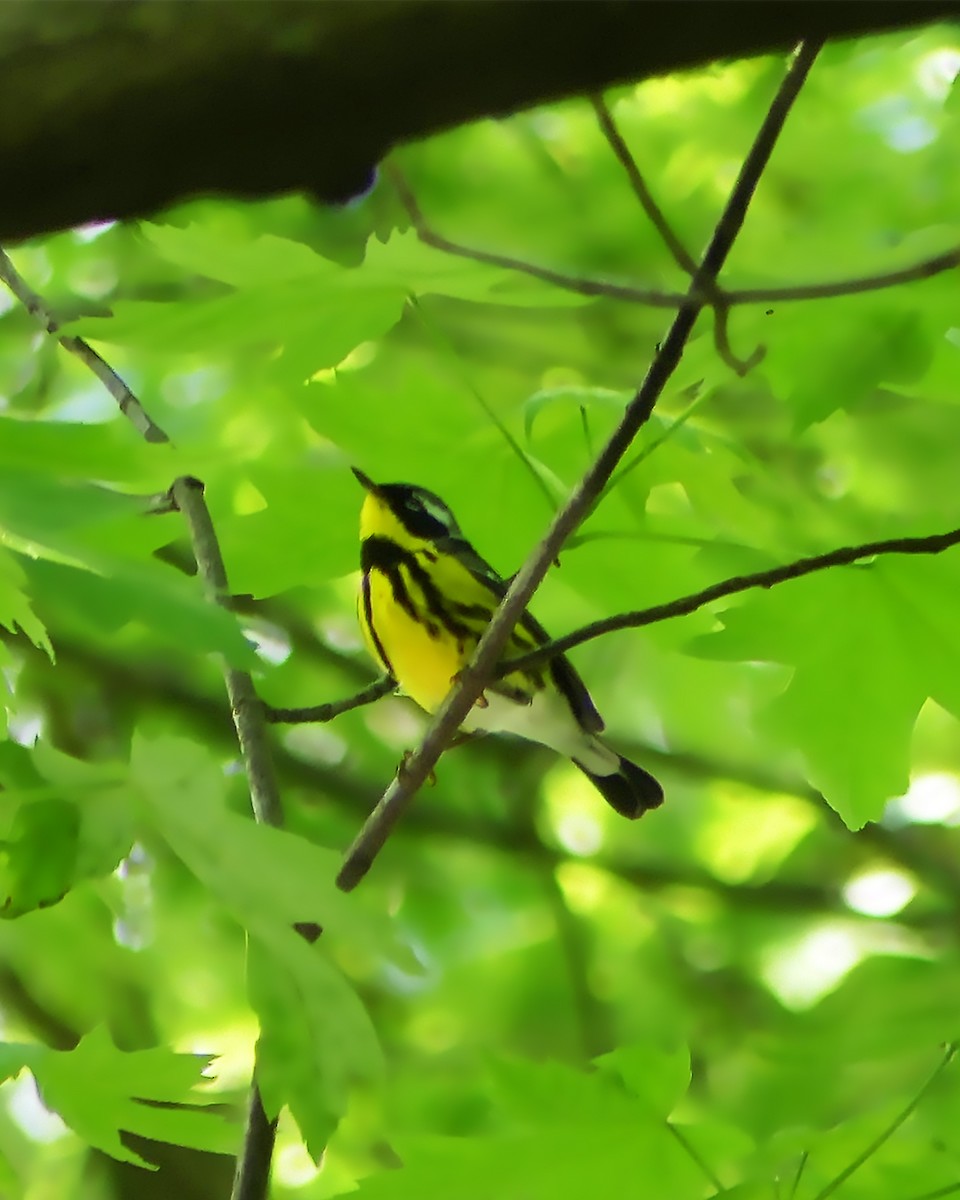 Magnolia Warbler - ML575386771