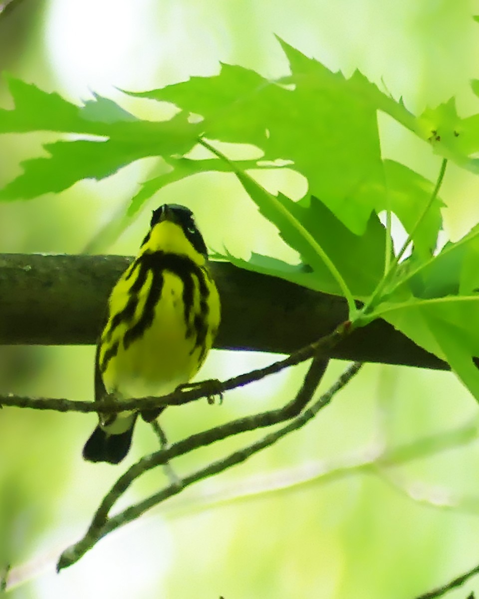 Magnolia Warbler - ML575386781
