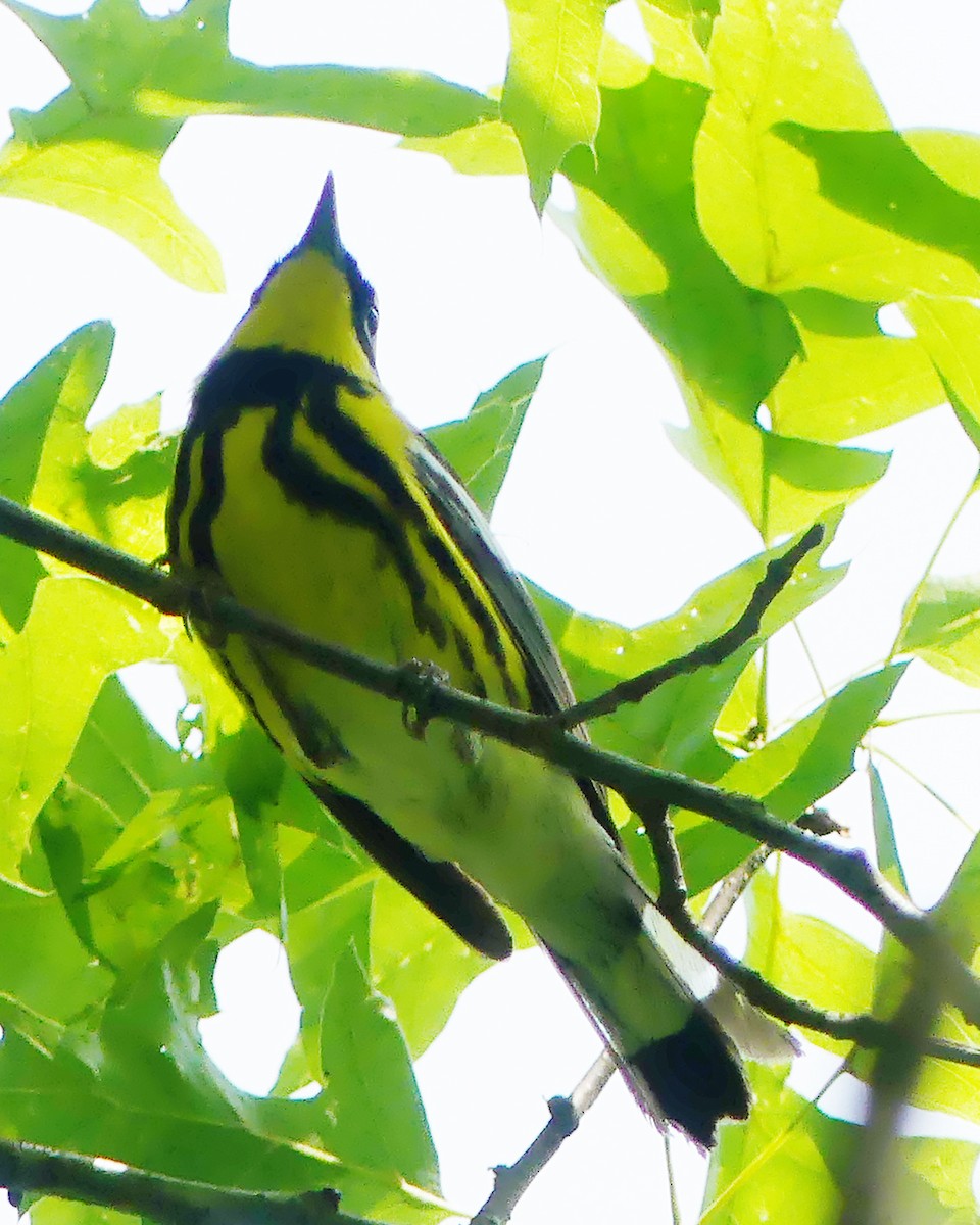 Magnolia Warbler - ML575386791