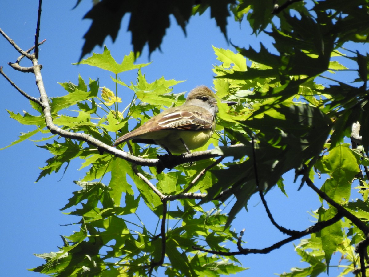 Great Crested Flycatcher - ML575387711