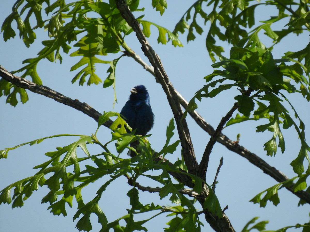 Passerin indigo - ML575387891