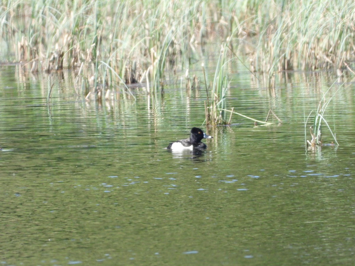 Ring-necked Duck - ML575389221