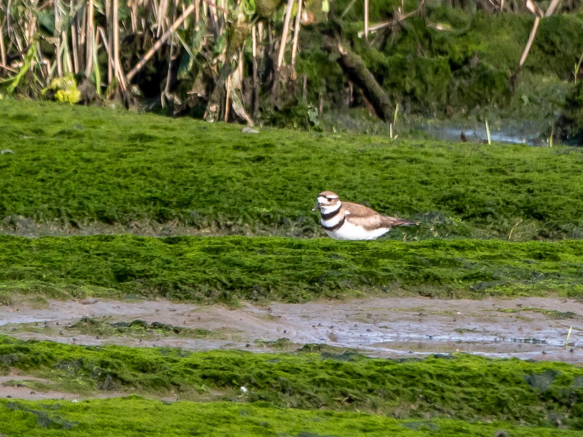Killdeer - ML575389771