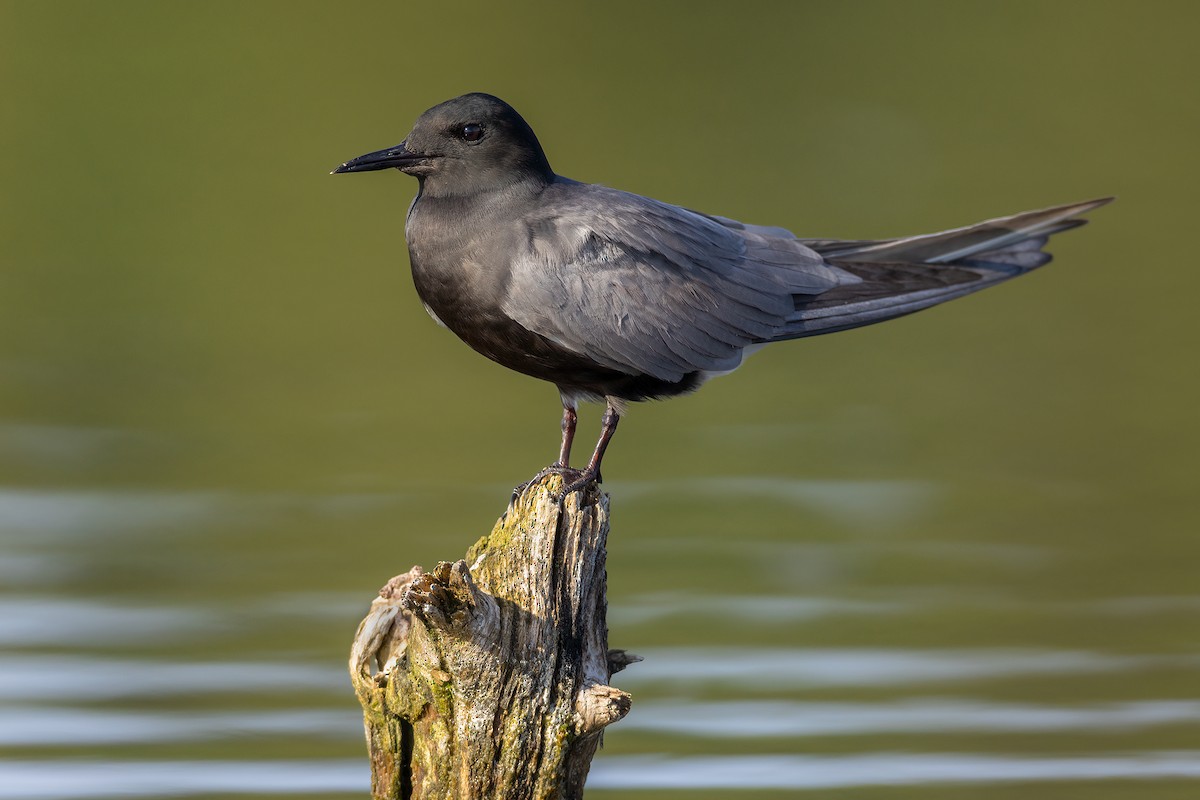 Black Tern - Jeff Dyck