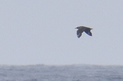 South Polar Skua - ML575390761