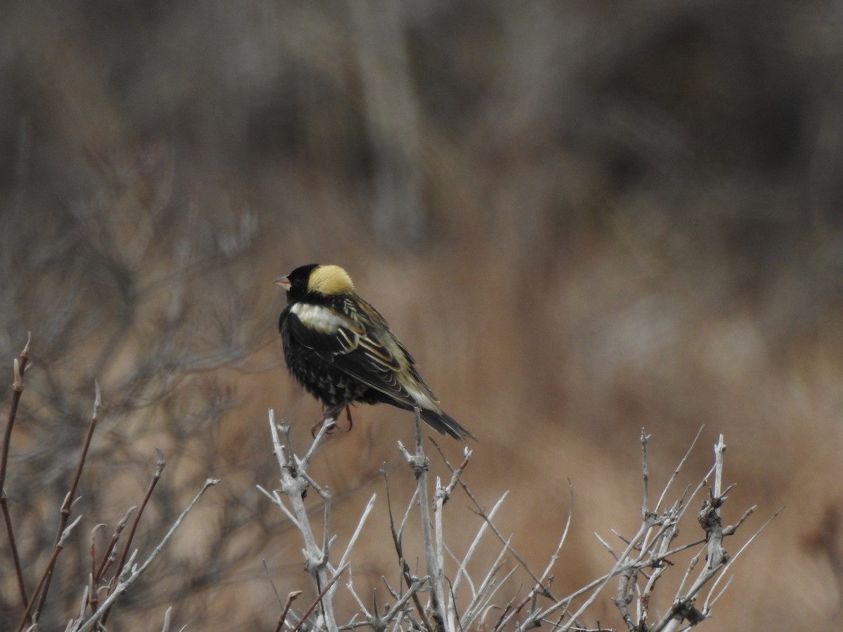 Bobolink - Diane LeBlanc