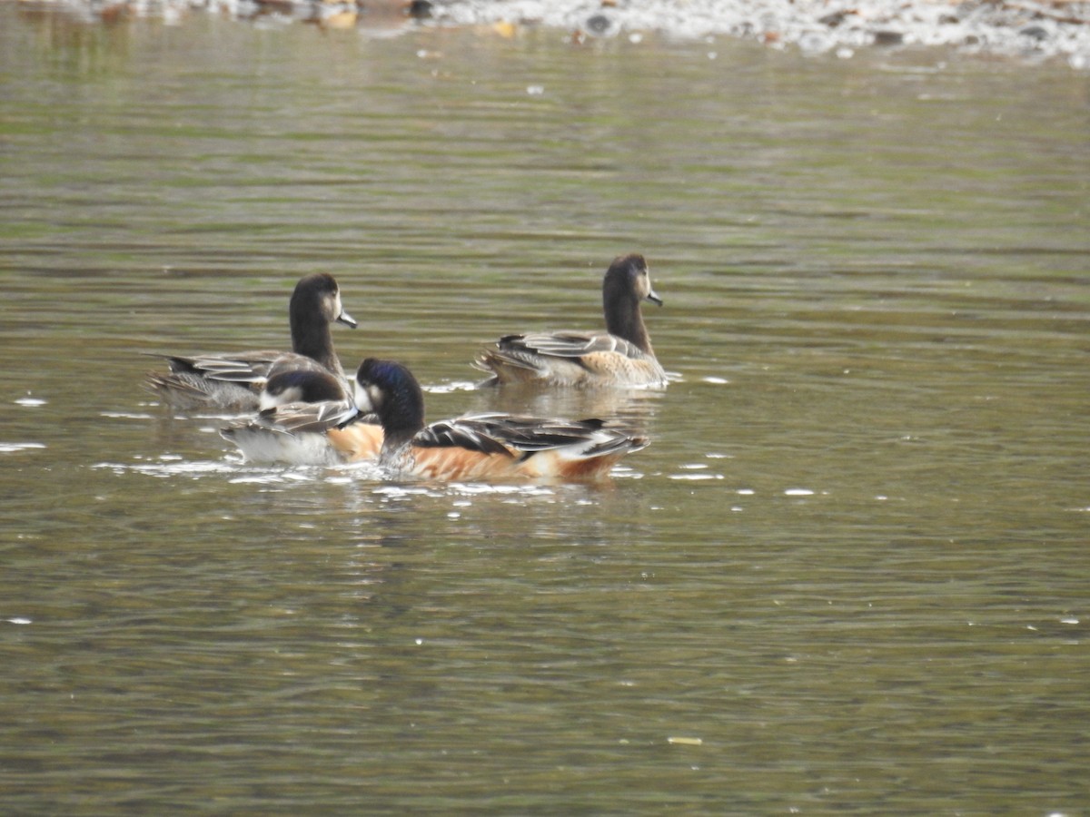 Chiloe Wigeon - ML575392111