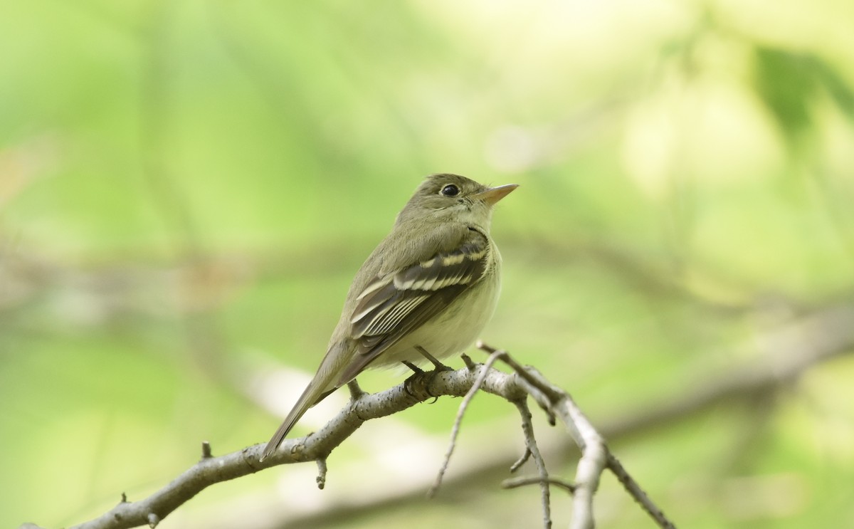 Acadian Flycatcher - ML575392571