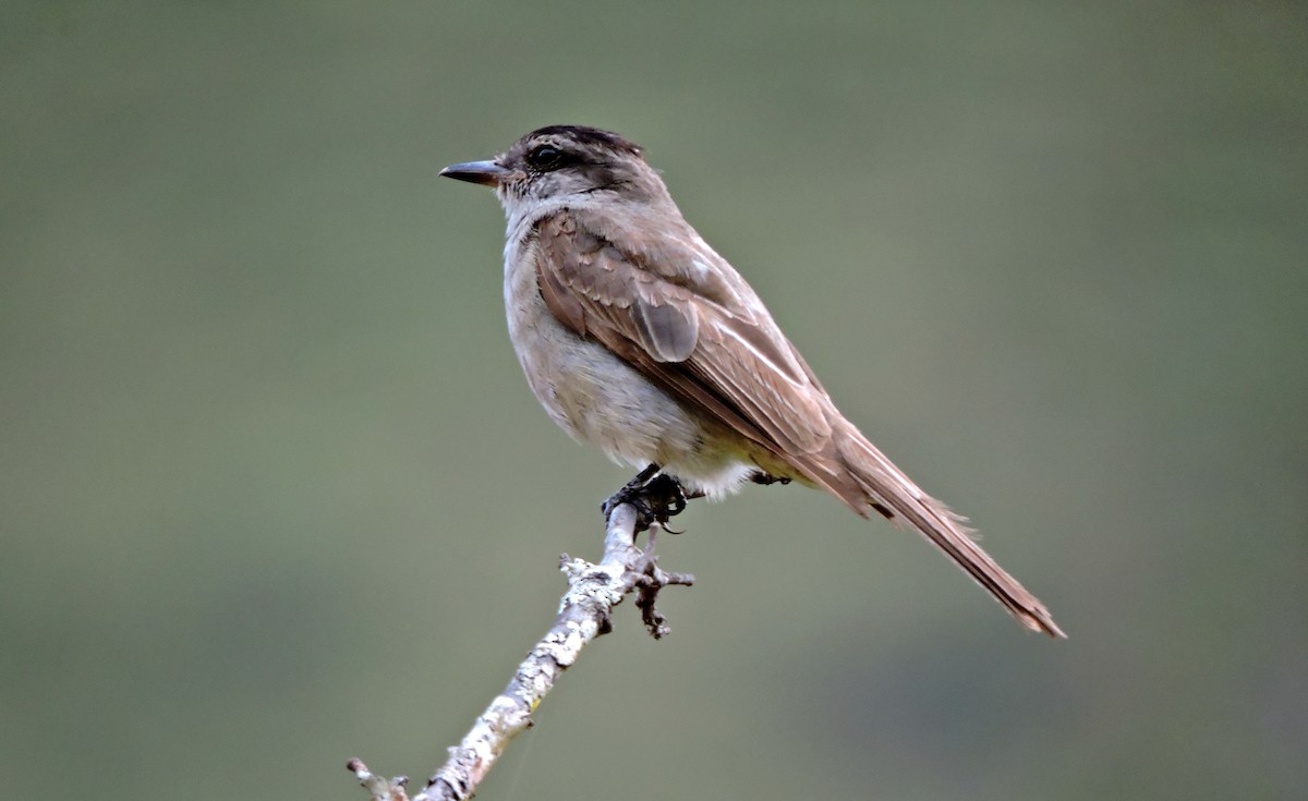 Crowned Slaty Flycatcher - ML57539261