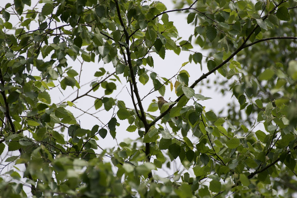 Palm Warbler - Ryan Bailey