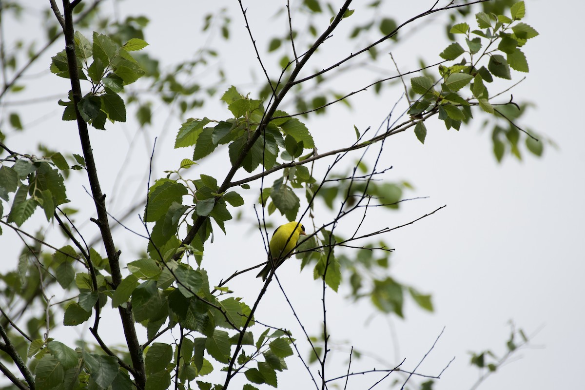 Chardonneret jaune - ML575393391